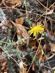 Felicia mossamedensis