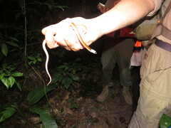 Pseudoboa