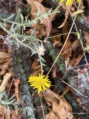 Felicia mossamedensis