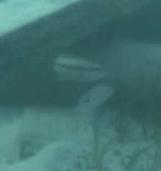 Halichoeres bivittatus