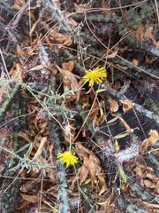 Felicia mossamedensis