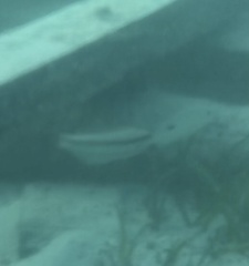 Halichoeres bivittatus