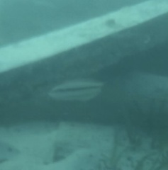 Halichoeres bivittatus