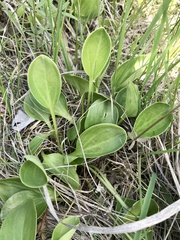 Parnassia glauca