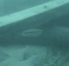 Halichoeres bivittatus