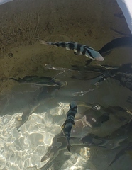 Seriola