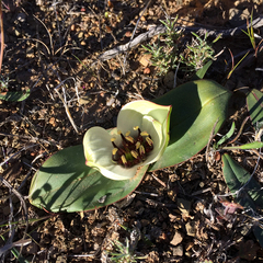 Colchicum coloratum burchellii