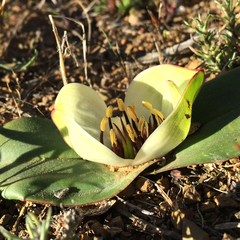 Colchicum coloratum burchellii