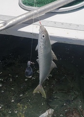 Decapterus punctatus