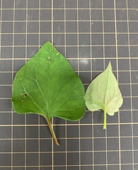 Houttuynia cordata