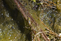 Oxycerini