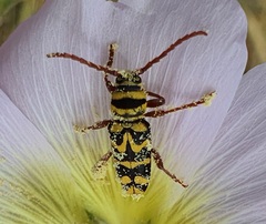 Plagionotus bobelayei