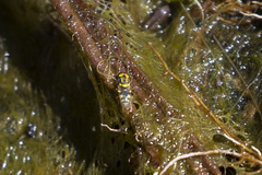 Oxycerini