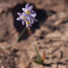 Ixia marginifolia