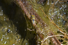 Oxycerini