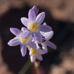 Ixia marginifolia
