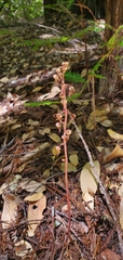 Pyrola aphylla