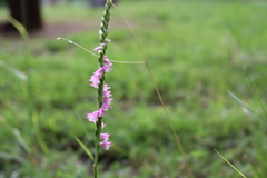 Spiranthes australis