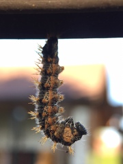 Nymphalis