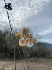 Encyclia trachycarpa