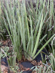 Sansevieria pearsonii