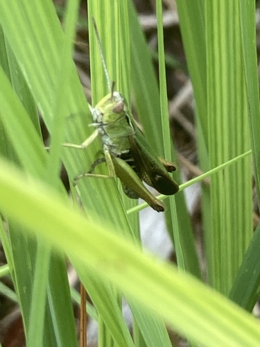 Common Green Grasshopper, Scheerseveldweg, Coevorden, Drenthe, NL, photo 7 of 10