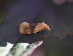Cochylis bucera