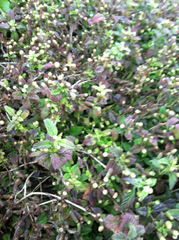 Lippia dulcis