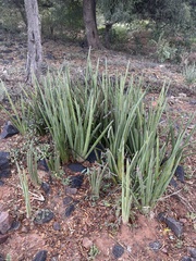 Sansevieria pearsonii