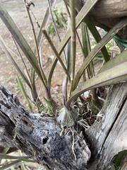 Encyclia trachycarpa