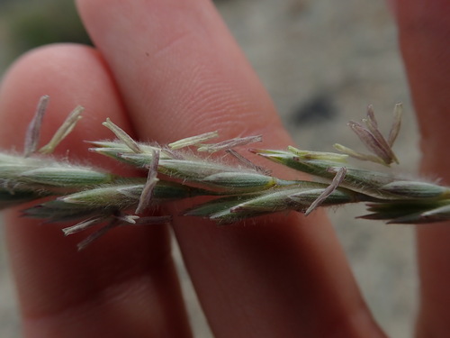 Image of Elymus lanceolatus by (c) Nolan Exe, some rights reserved (CC BY)