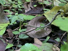 Leptophis