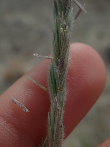 Image of Elymus lanceolatus by (c) Nolan Exe, some rights reserved (CC BY)