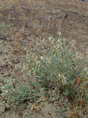 Astragalus caricinus