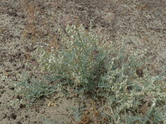 Astragalus caricinus