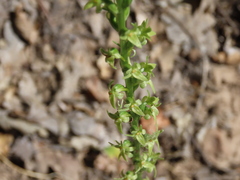 Platanthera leptopetala