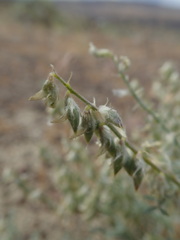 Astragalus caricinus