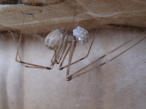 Artema atlanta (Giant Daddy-long-legs Spider) in Kihei, Maui