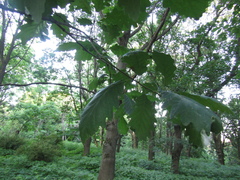 Quercus petraea iberica