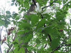 Quercus petraea iberica