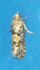 Eucopina tocullionana