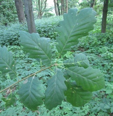 Quercus petraea iberica