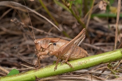 Atlanticus americanus