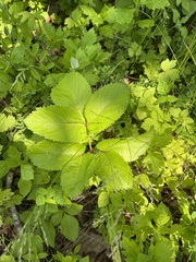 Angelica cincta