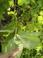 Angelica cincta