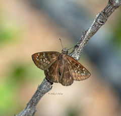 Ephyriades brunnea floridensis