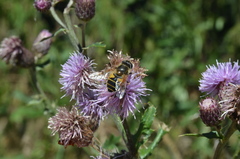 Eristalis horticola
