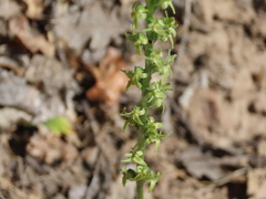 Platanthera leptopetala