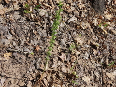 Platanthera leptopetala