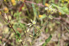 Cerastium brachypodum
